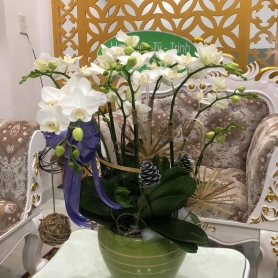 Hoa Lan Hồ Điệp 06