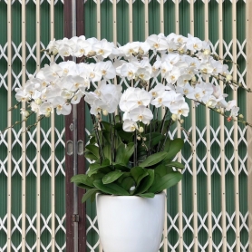 Hoa Lan Hồ Điệp 05