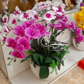 Hoa Lan Hồ Điệp 03