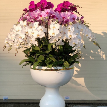 Hoa Lan Hồ Điệp 07