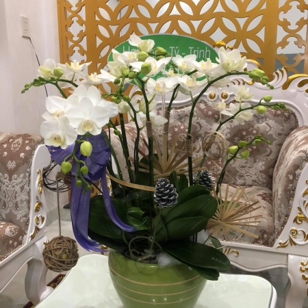 Hoa Lan Hồ Điệp 06