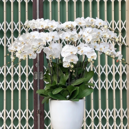 Hoa Lan Hồ Điệp 05