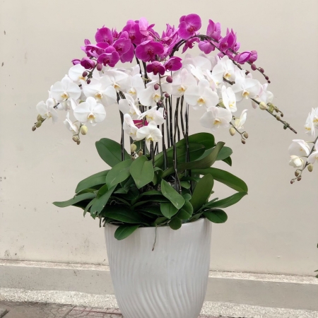 Hoa Lan Hồ Điệp 04