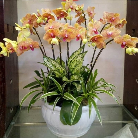 Hoa Lan Hồ Điệp 02